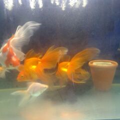 2025春生まれの金魚の画像