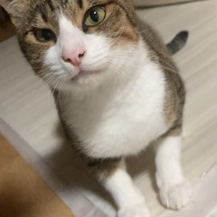 2歳くらいのかわいい男の子猫ちゃんです♪人懐っこい甘えん坊…