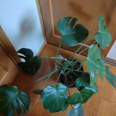 観葉植物 モンステラ（大） 【お値引きしました】の画像