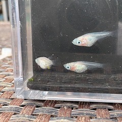 紅ほっぺメダカ(ショート)稚魚　紅ほっぺめだか　　の画像