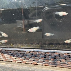 紅ほっぺメダカ(ショート)稚魚　紅ほっぺめだか　　の画像