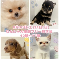 わんにゃん里親フリー見学会