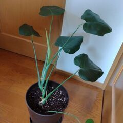 モンステラ（中）の画像