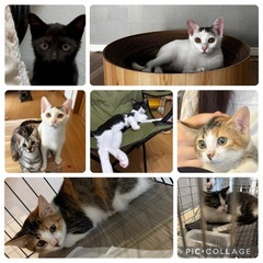 沢山のかわい子ちゃん達が大集合❣️