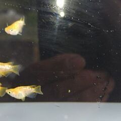 メダカ　【紅帝ラメダルマ】　6匹    1000円の画像