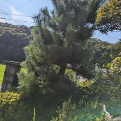 植木の画像
