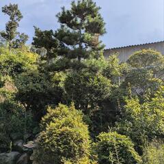 植木の画像