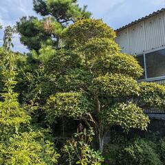 植木の画像