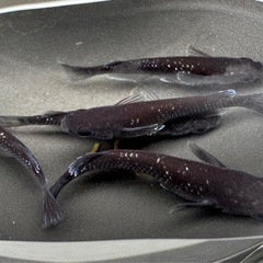 【お取引き決定の為停止中】ミッドナイトフリル　めだか　5匹の画像