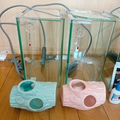 【決まりました】
ベタ　水槽セットの画像