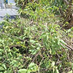 キャンプ用の薪としていかがですか？の画像