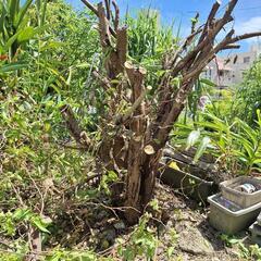 キャンプ用の薪としていかがですか？の画像
