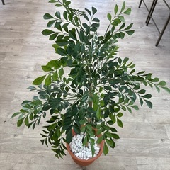 フェイクグリーン　観葉植物　インテリアの画像