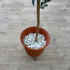 フェイクグリーン　観葉植物　インテリアの画像