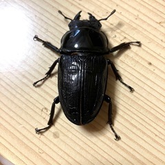 🉐オオクワガタ ペア 奈良輪×TT（川西産）♂78 ♀52の画像