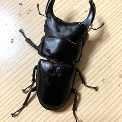 🉐オオクワガタ ペア 奈良輪×TT（川西産）♂78 ♀52の画像