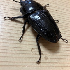 🉐オオクワガタ ペア 奈良輪×TT（川西産）♂78 ♀52の画像