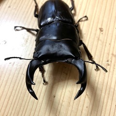 🉐オオクワガタ ペア 奈良輪×TT（川西産）♂78 ♀52の画像
