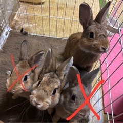 うさぎ 計6匹 どなたか引き取っていただきたいです