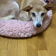 雑種のすーさん