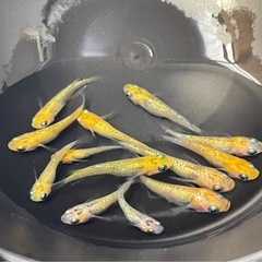 受付中🔴 若魚～成魚 5PrisM (ファイブプリズム)めだか13匹＋おまけ稚魚1匹 ラメメダカ の画像
