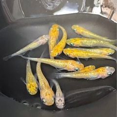 受付中🔴 若魚～成魚 5PrisM (ファイブプリズム)めだか13匹＋おまけ稚魚1匹 ラメメダカ の画像