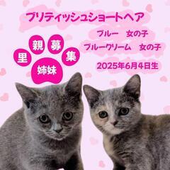 🐈‍⬛🐈‍⬛姉妹🩷ブリティッシュショートヘア💜もうすぐ3ヶ…