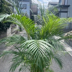 観葉植物　特大アレカヤシ　高さ２１０センチの画像