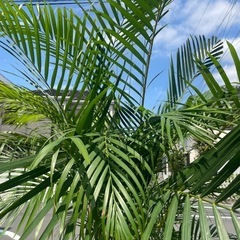 観葉植物　特大アレカヤシ　高さ２１０センチの画像