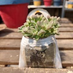 (お話し中)多肉植物　姫秋麗　缶わんこ