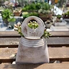 (お話し中)多肉植物　姫秋麗　缶わんこの画像