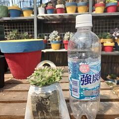 (お話し中)多肉植物　姫秋麗　缶わんこの画像