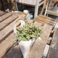 (お話し中)多肉植物　姫秋麗　缶わんこの画像