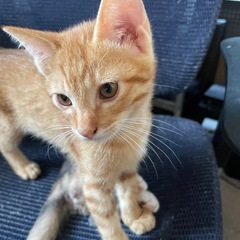 子猫里親募集