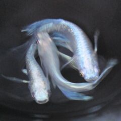 決まりました。メダカ「龍尾・リュウビ」幼魚10匹の画像