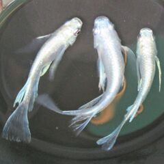決まりました。メダカ「龍尾・リュウビ」幼魚10匹の画像