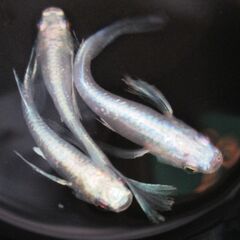 決まりました。メダカ「龍尾・リュウビ」幼魚10匹の画像