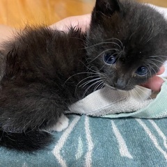 生後2週間　子猫