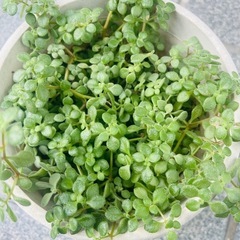 ブロウメアナ　可愛い多肉植物　ガーデニング　の画像