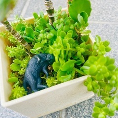 ブロウメアナ　可愛い多肉植物　ガーデニング　の画像