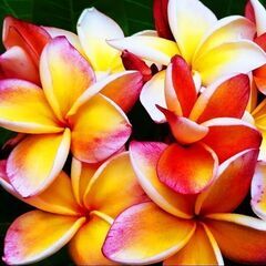 プルメリア苗小✕2種類。鉢植え向き品種の画像