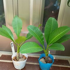 プルメリア苗小✕2種類。鉢植え向き品種の画像