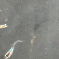MIXめだか 稚魚ランダム10匹 メダカ ビオトープにの画像