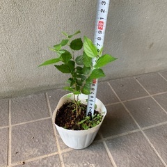 無農薬栽培の榎木　エノキ　苗木　シンボルツリー　盆栽の画像