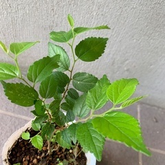 無農薬栽培の榎木　エノキ　苗木　シンボルツリー　盆栽の画像