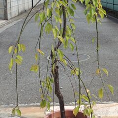 しだれ梅の画像