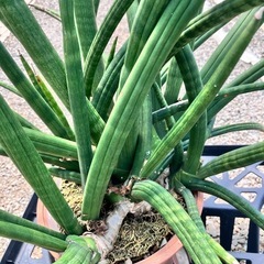 観葉植物　サンスベリア　スタッキーの画像