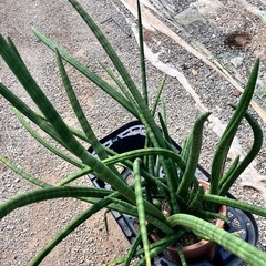 観葉植物　サンスベリア　スタッキーの画像