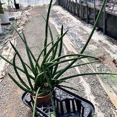 観葉植物　サンスベリア　スタッキーの画像