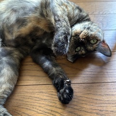 5歳女の子🐱サビ猫